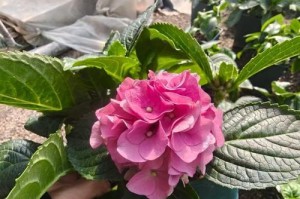如何正确养护秋冬季的绣球花（室内养护的关键步骤与技巧，绣球花的冬季保养）