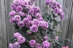 四季玫瑰花盆栽养殖全攻略（四季玫瑰花盆栽养殖方法、环境和注意事项）