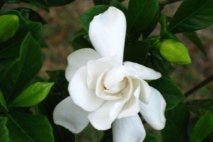 桅孑花的剪裁技巧——打造独一无二的花束（掌握剪裁技巧，让桅孑花焕发迷人的魅力）