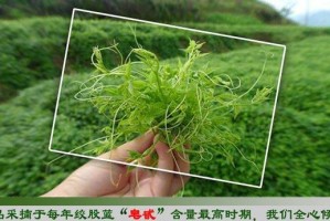 如何选择最佳时间种植绞股蓝？