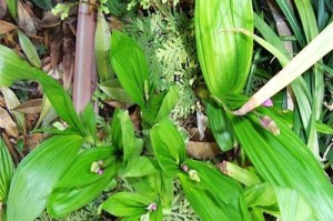 小白芨的神奇功效与健康作用（了解小白芨的多种作用，健康饮食从小白芨开始）