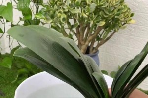 君子兰的开花时间与养护技巧（了解君子兰的开花规律，让其绽放美丽花朵）