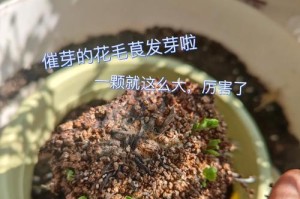 花毛茛开花后的处理方法（让花毛茛绽放更美丽——开花后的养护与修剪技巧）