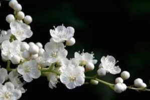 冬季养护珍珠梅，让花开不停（寒冷季节的关键步骤和技巧，打造迷人盆景）