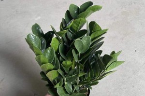 冬季盆栽摇钱树的浇水技巧（掌握浇水频率和量，助您打造美丽摇钱树）