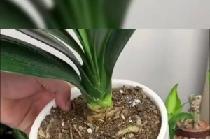 冬季绿萝的水养秘籍（冬天绿萝怎样浇水？一起来了解吧！）
