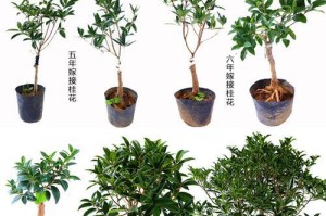 嫁接桂花，培育美丽芳香的花园（掌握嫁接技巧，打造独特花卉乐园）