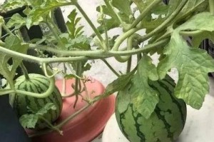 西瓜在花盆里种植的技巧（让你在家也能尝到甜蜜的果实）