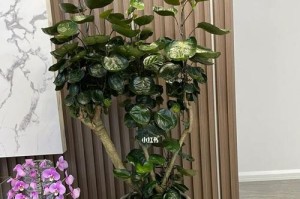以钱兜花叶不兜（财富不仅仅是金钱，还有更重要的东西）