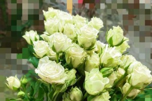 如何醒花多头玫瑰？（多头玫瑰醒花步骤和技巧，让花开得更美丽）