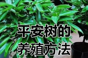 平安树的养殖方法和养护要点（打造宜居环境，让平安树随你种）