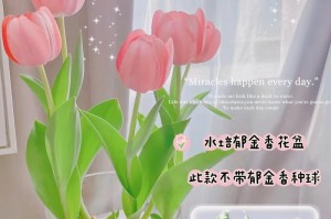 去除水培花盆留下的水渍的方法（轻松清除水渍，让花盆焕然一新）
