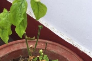 茉莉烂根怎么办？解决方法揭秘！（茉莉烂根的成因、识别与治理）