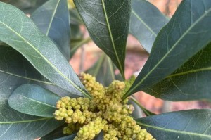 杨梅开花与结果的时间规律（探究杨梅开花结果的生长周期和关键因素）