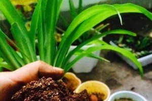 如何防止花卉因过度浇水而烂根（掌握适当浇水技巧，让花卉健康生长）
