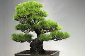 从种苗选购到成材，打造优质黑松林（从种苗选购到成材，打造优质黑松林）