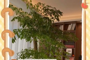 白掌叶尖发黄干枯，你知道原因吗？（探究白掌叶尖发黄干枯的可能原因与解决方法）