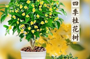 如何选好土壤种植桂花树（适合桂花树的土壤类型及选购方法）