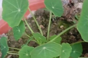 冬天旱金莲养护全攻略（打造舒适温暖的冬季花园，）