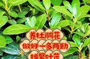 虎毛花养护指南（打造美丽繁茂的虎毛花花园）