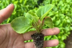四季海棠的繁殖方法与技巧（掌握四季海棠的繁殖技巧，打造美丽花园）