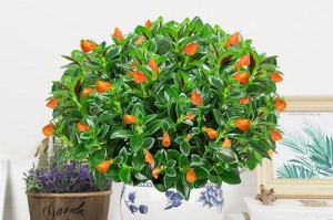 金鱼花室内养殖指南（适合在家养殖的热带水生植物）