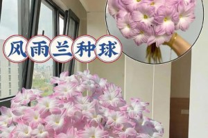 风雨兰种球繁殖的方法与技巧（以风雨兰种球繁殖为主题的详细指南）