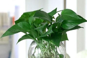 水中的绿色生命（发现水下世界中的美妙植物，让你的水族箱更具生机）