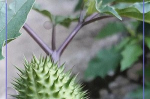 曼陀罗香味有毒吗？探究真相（了解曼陀罗香味的成分和潜在危险，保护自己健康）