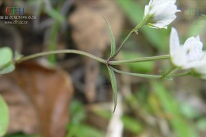 紫芳草的种子获取及种植方法（探索紫芳草种子的采集、储存与种植技巧）