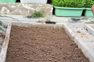 空心菜种植时间和方法详解（如何在家庭菜园成功种植空心菜）