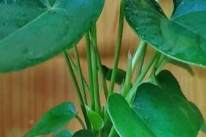 盆栽红掌的正确施肥方法（打造健康美丽的盆栽红掌，关键在于正确施肥）
