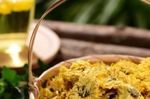 茶叶水能否浇菊花？（探究茶叶水在菊花种植中的作用）
