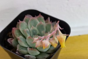 吉娃莲开花后的处理方式（让你的吉娃莲焕发更美的光芒）