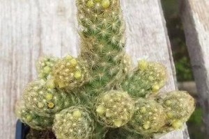 金手指养花全攻略（以金手指为主题，教你如何轻松养活开花植物）