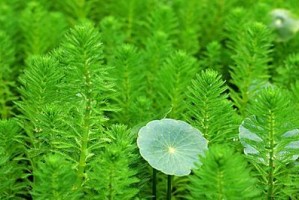 水植物养绿的秘诀（打造清新水景，让水植物焕发生机）