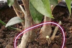 灰莉叶子蔫的原因及护理方法（探究灰莉叶子蔫的成因以及有效的护理措施）