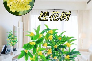 红土养桂花的完美指南（红土养桂花的关键技巧及注意事项）