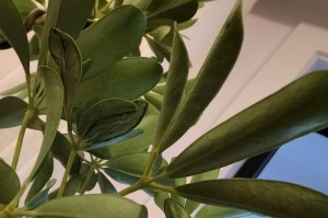 保持鸭掌木无虫害的方法（有效防治鸭掌木虫害的关键措施）