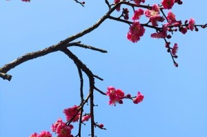 探讨桃花生长环境条件及特点（探究桃花生命力之源——土壤与光照条件）