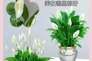 白掌养殖方法全解析（打造绿意盎然的白掌花园，培养您的绿手指！）