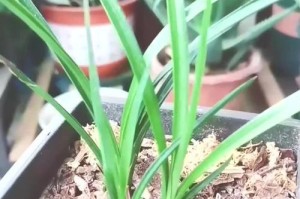 兰花叶片打蔫的原因及应对措施（解析兰花叶片打蔫的常见原因，教你有效保护兰花的健康成长）