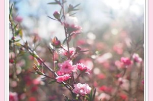 如何处理松红梅叶子发干变脆问题（有效方法解决松红梅叶子干枯脆化的困扰）