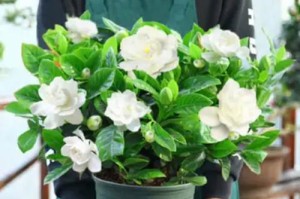 室内养护小叶栀子花的秘诀（打造理想环境，细心照料，让小叶栀子花欢欣绽放）