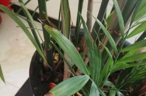 如何处理叶尖发黑的凤尾竹？（有效方法及技巧）