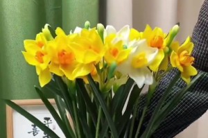 水仙花快速开花的秘密（探究水仙花开花的关键因素）