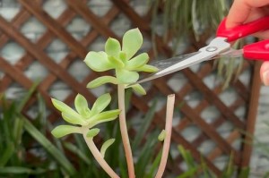多肉植物移盆后徒长的原因及解决方法（探寻多肉植物移盆后的不适应表现及对策）