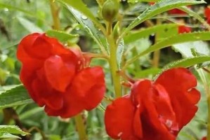 探秘凤仙花的生长环境（从土壤到气候，了解凤仙花的适应之道）