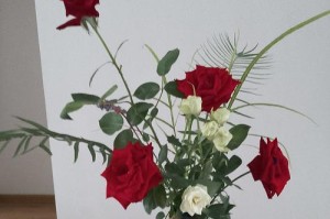 玫瑰适合种在花盆里吗？（花盆里栽种玫瑰需要注意什么？）