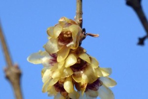 腊梅施肥过度干叶处理方法（有效的腊梅施肥措施及叶片修复）